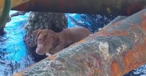 Oil Rig Crew Rescues Dog Found Swimming In Gulf Of Thailand 220 Km