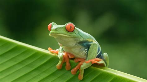Class Amphibia Frog