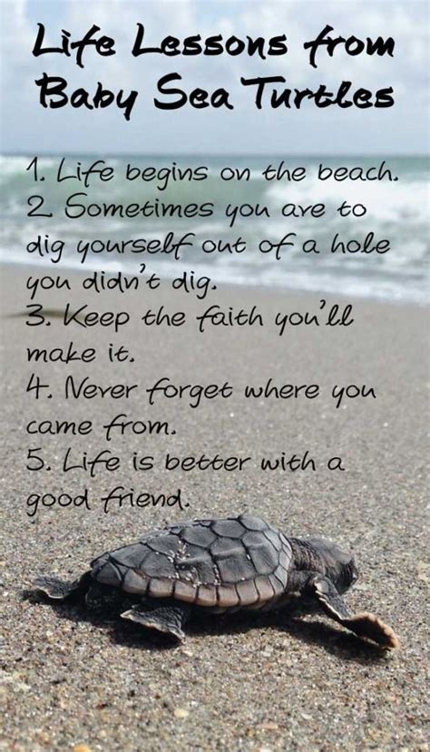 Funny Sea Turtle Quotes Shortquotes Cc