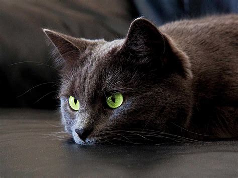 Black Cat Green Eyes Close Up Photo Poster Print Posters