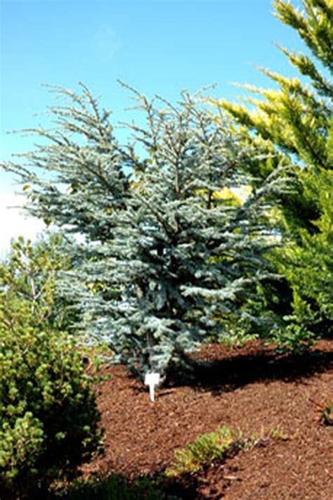 Cedrus Atlantica Horstmann Dwarf Blue Atlas Cedar Blue Atlas Cedar