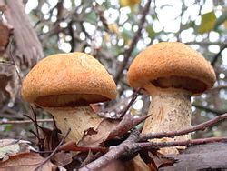 Apr 01, 2014 · though we may associate hallucinogenic mushrooms with the culture of the 1960s, archaeological evidence suggests that these types of mushrooms served religious and spiritual purposes centuries. info on picking wild shrooms in ohio? - Fungi: Magic ...
