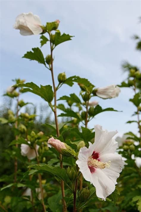 Closeup Of Beautiful White Hibiscus Flower Hibiscus Syriacus In Full