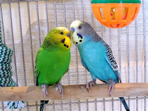 Free Photo Parakeets Bird Birds Flight Free Download Jooinn