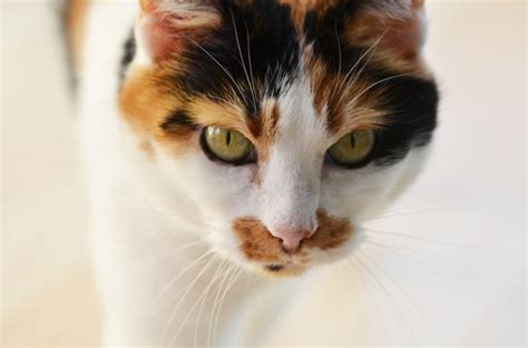 Check spelling or type a new query. Calico Cat Names: 108 Names For Stunning Tri-Colored Felines