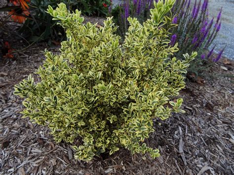 Common Boxwood Buxus Sempervirens Elegantissima Ryeland