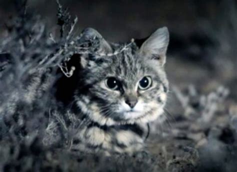 Small But Deadly The Petite Black Footed Cat Is Africas Greatest