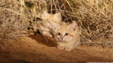 Wild Sand Kittens Caught On Camera For The First Time Are