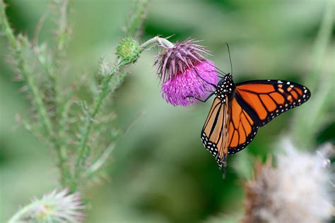 Monarch Butterfly On Thistle Joe Petrik Flickr