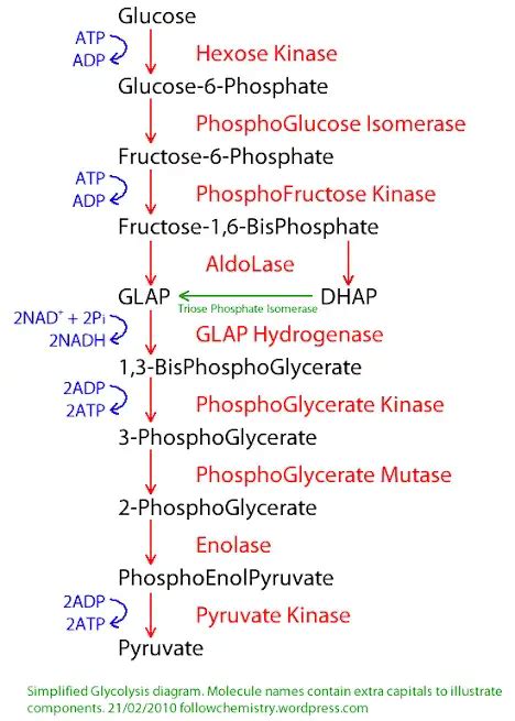 10 Steps Of Glycolysis Biotechfront