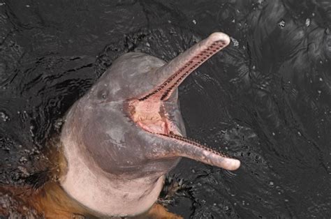 Amazon River Dolphins The Amazingly Pink Guardians Of The River