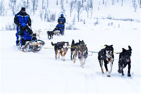 Dog Sledding In Breivikeidet Norwegian Travel Company