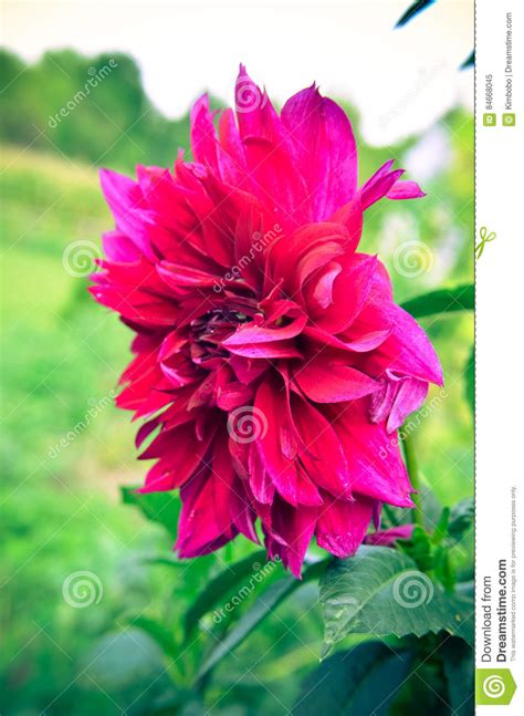 Maroon Dahlia Closeup Fromm Summer Garden Stock Image Image Of Daisy