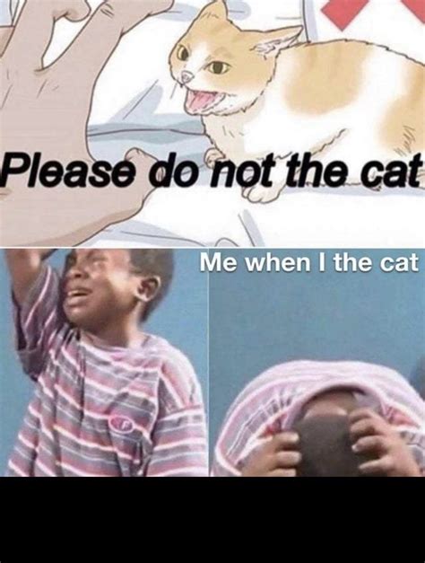 He The Cat Oh No Meme Subido Por Modestundue1 Memedroid