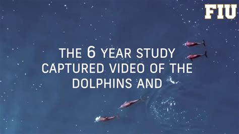 dolphins share food and sex to survive youtube