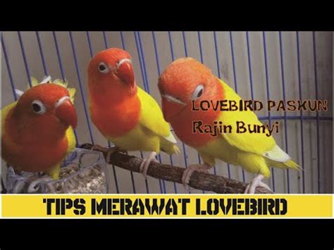 Tips Merawat Lovebird Jenis Paskun Ngekek Panjang Youtube