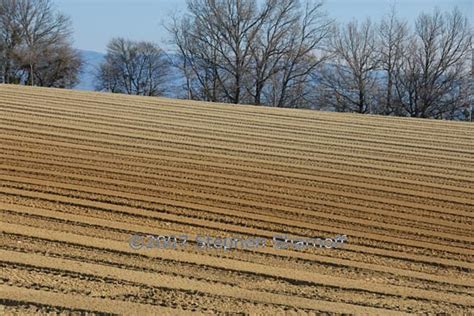 Plowed Field In Winter