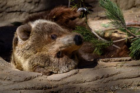 Denver Zoo Walk Around With Nikon 200 500mm Vr Jason P