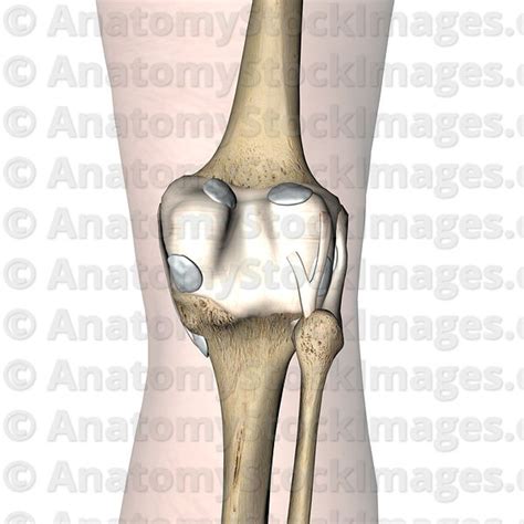 Anatomy Stock Images Knee Articulatio Genus Bursa Tibial Intertendinous Semimembranosi