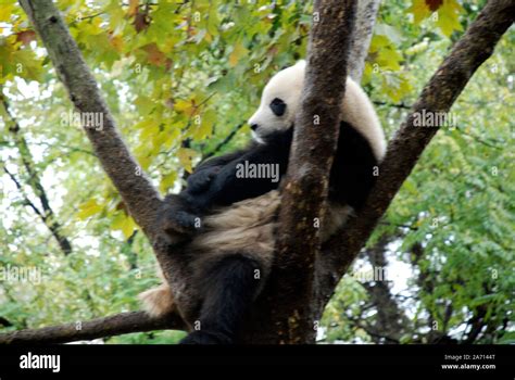 A Giant Panda Rests In A Tree At The Chengdu Panda Breeding Centre In