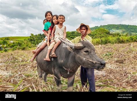 Filipino Children Ride On The Back Of Their Fathers Carabao Water