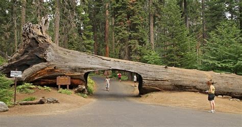 Tunnel Through A Fallen Giant Sequoia In Sequoia National Park