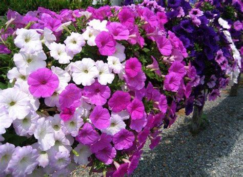 8 Awesome Heat And Drought Tolerant Annual Flowers And Plants Drought