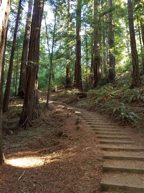 Trees line both sides of the garden path, with their foliage forming a leafy canopy for walkers. Muir Woods National Monument - Hike near Mill Valley ...