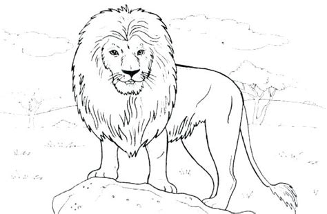 Realistic Lioness Coloring Pages Coloring Pages