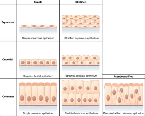 Difference Between Simple And Stratified Epithelium Definition