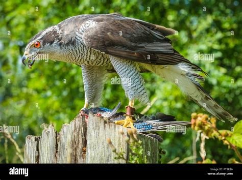 Goshawk Bird Of Prey Raptor Hawk Hunter Predator Prey Hi Res Stock