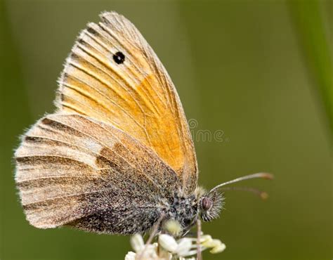 Beautiful Butterfly In Nature Stock Image Image Of Pattern Closeup