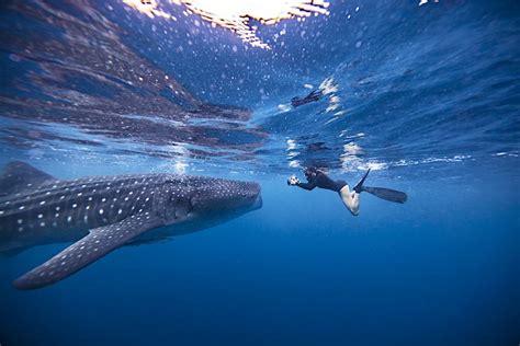 The Best Places To Swim With Whale Sharks Lonely Planet