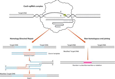 Crispr Cas Gene Editing Teaching Resources Bio Rad