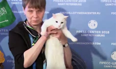 psychic cat achilles says russia will win the world cup s first matchhellogiggles