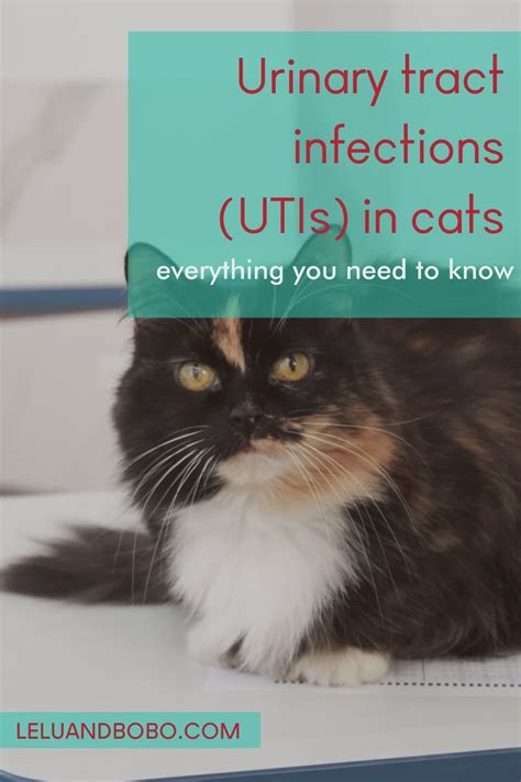 Urinary Tract Infection Uti In Cats Symptoms Causes And Treatment Hyaenidae
