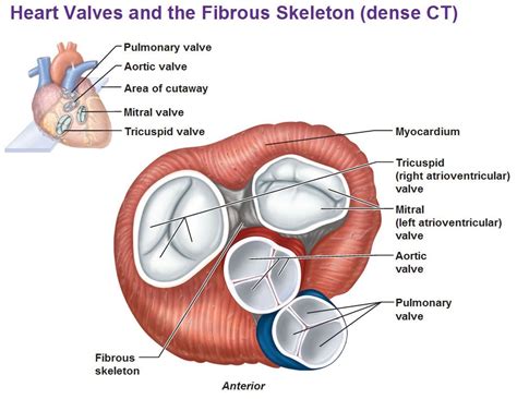 Function Of The Atrioventricular And Semilunar Valves Mitral Valve Heart Valves Valve