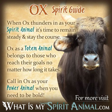 Ox Spirit Totem And Power Animal Symbolism Meaning What Is My Spirit