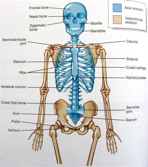 Pictures Of Axial Skeletonhealthiack