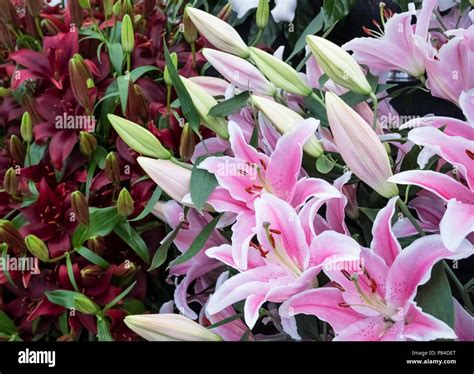 Lily Sorbonne Hi Res Stock Photography And Images Alamy