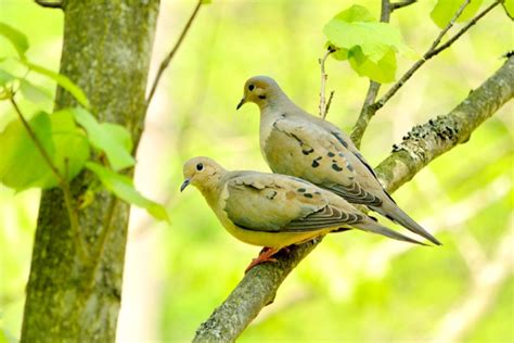 All The 344 Different Types Of Doves Pictures Chart And Classification