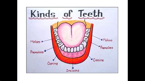 How To Draw Human Denture With 4 Types Of Teeth Structure Of Teeth