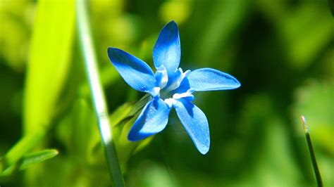 Blue Mountain Flower