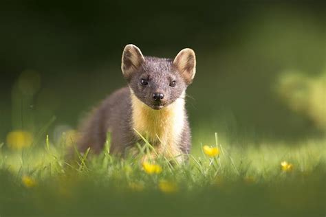 In Defence Of The Grey Squirrel Britains Most Unpopular Invader