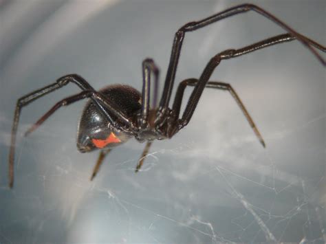 Mature female black widows present this appearance. Nuisance and household pests-Spider | Pacific Northwest ...