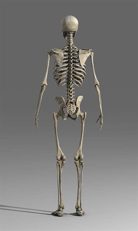 Artstation Human Anatomy Male Skeleton Game Assets
