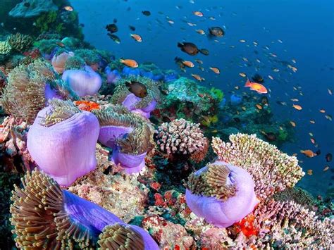 Hp Reef North Male Atoll Maldives Diving Best Time To Visit How