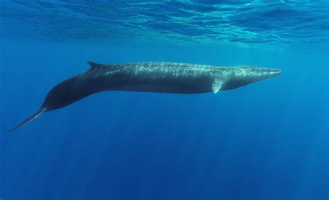 Fin Whales Mediterranean Danny Kessler