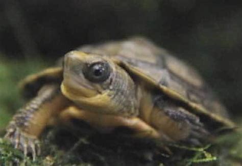 Yellow Headed Box Turtle Alchetron The Free Social Encyclopedia