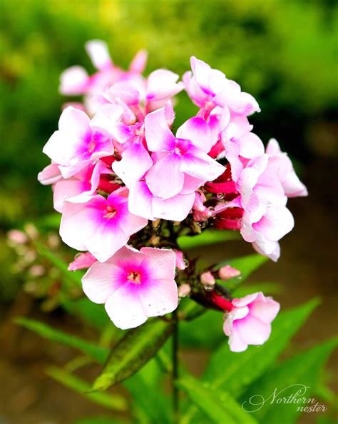 Here's a list of perennials that smell amazing! 15 Colorful Perennials For Shade - Northern Nester